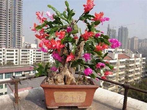 麒麟樹