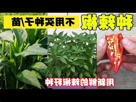 種辣椒風水