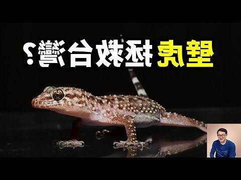 可以養壁虎嗎