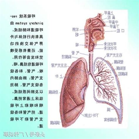 呼吸系統重點