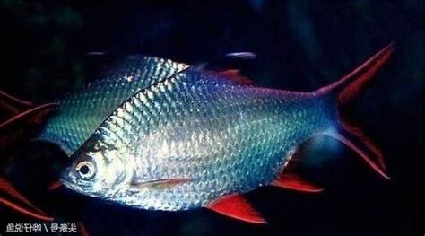 銀鳳魚