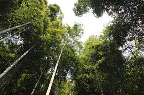 竹林很陰