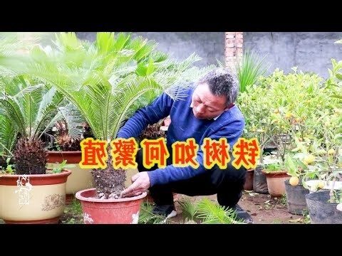 鐵樹種子要泡多久