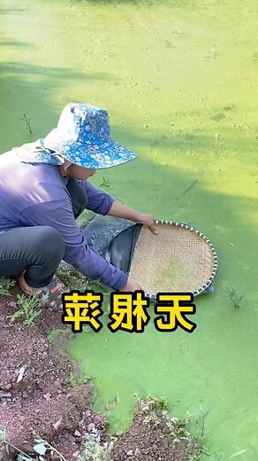 無根浮萍