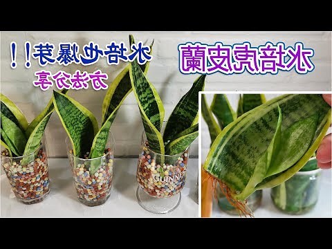 劍虎蘭