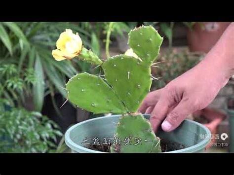 仙人掌開花風水