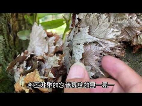 猴薑