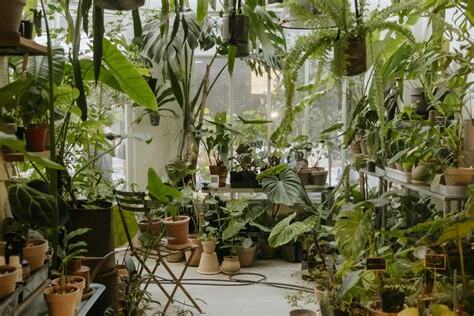 家種植物
