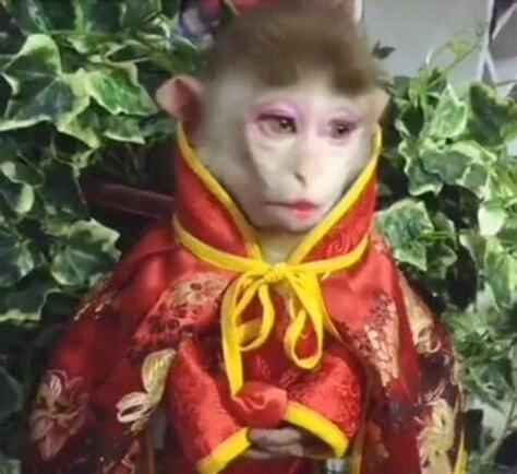 女猴子