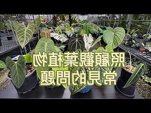 觀葉植物