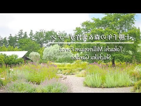 紫竹花