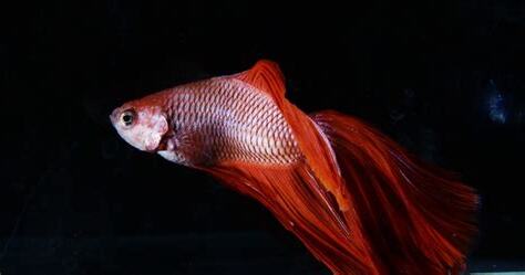 養鬥魚禁忌