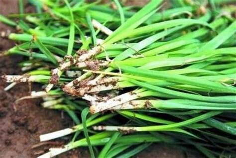 韭菜種植方法
