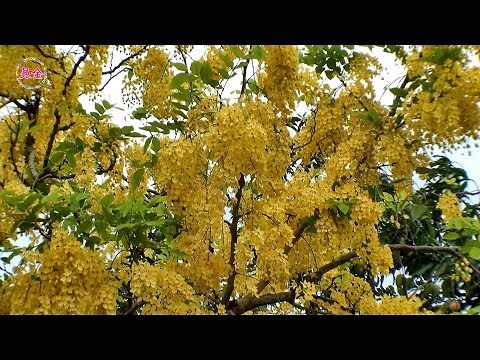 黃色的花樹木