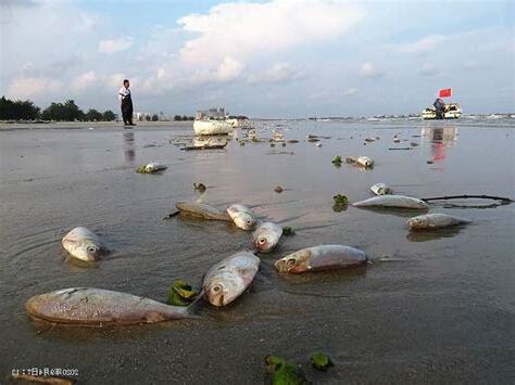 魚死了