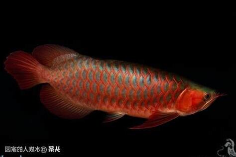辣椒紅龍幼魚