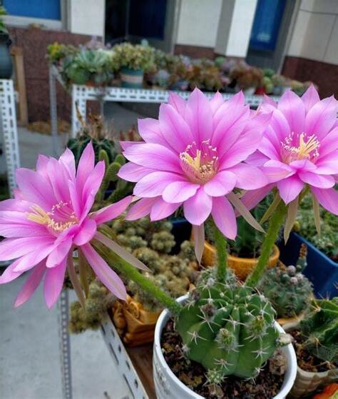 短毛丸開花