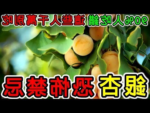 銀杏不能和什麼一起吃