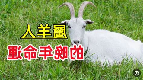 失羣之羊