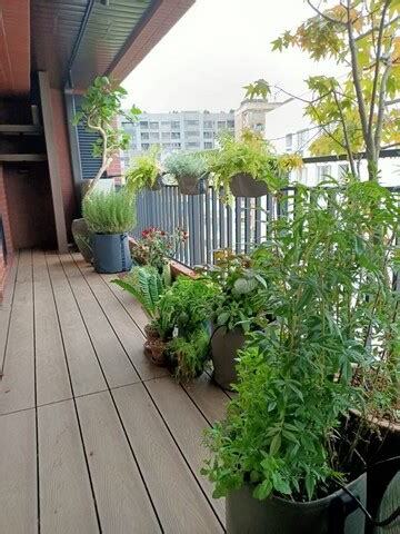 高樓陽台植物
