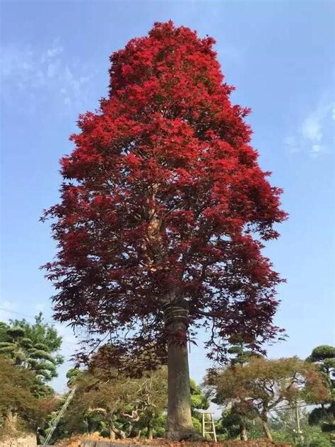 紅楓樹