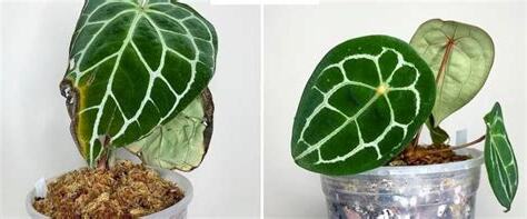 水晶花燭葉子變黃