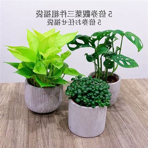 觀葉植物