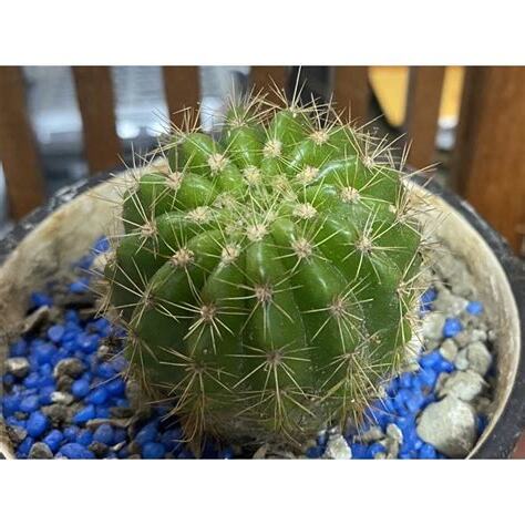 多子多孫植物