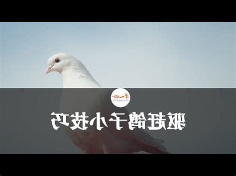 鴿子死在陽台