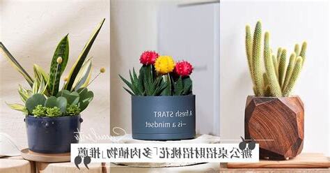 適合放辦公桌的植物