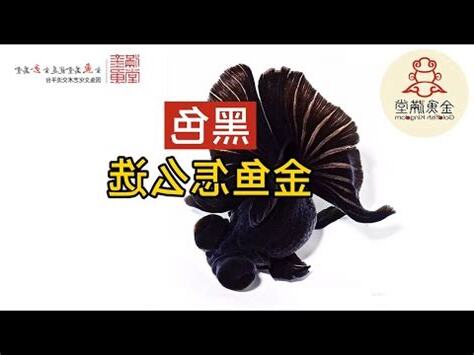 黑金魚風水