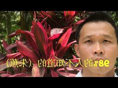 紅竹風水