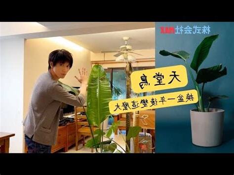 天堂鳥室外