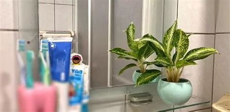浴室淨化廁所植物