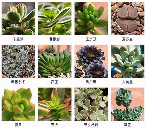 多肉名稱查詢