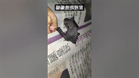 蝙蝠跑進家裡
