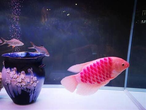 最容易養的魚