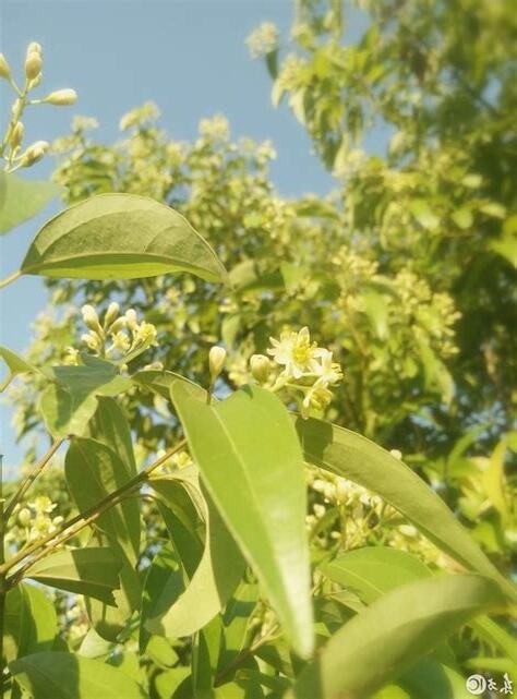 樟樹香味