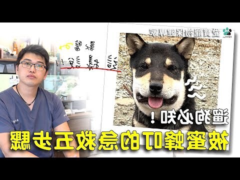 蜜蜂叮小狗