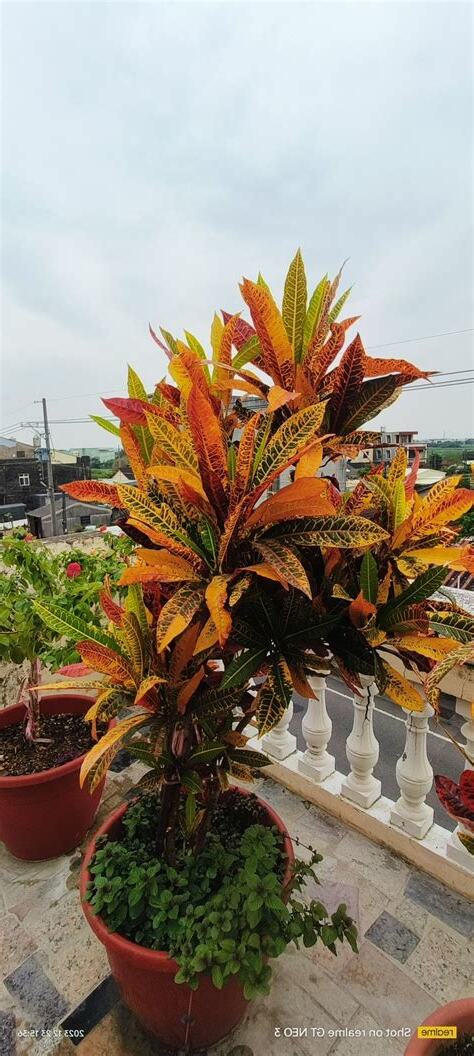 頂樓植物推薦