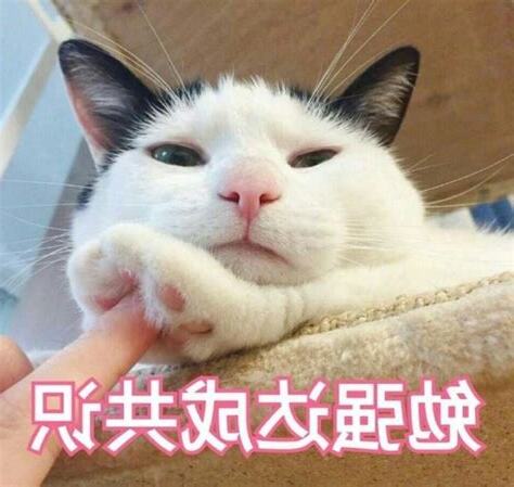 自來貓好不好