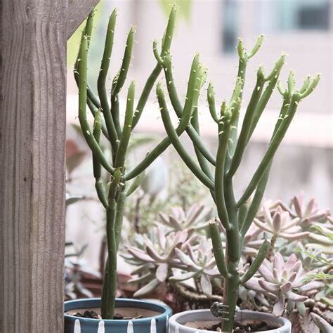 西曬陽台植物