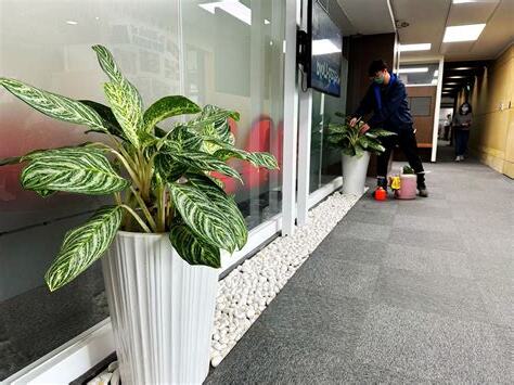 辦公室門口植物
