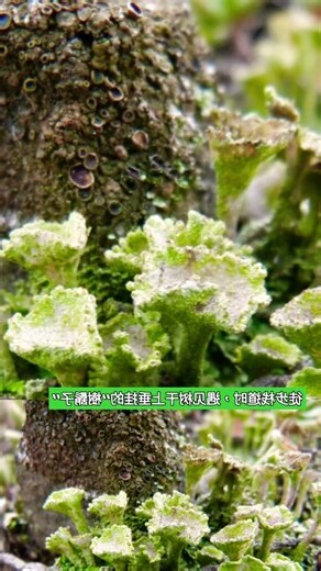 垂鬚樹