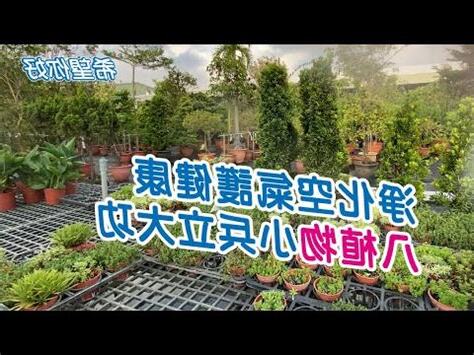 植物對空氣的好處