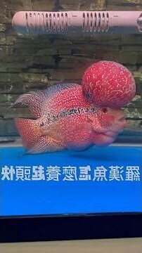 羅漢魚好養嗎
