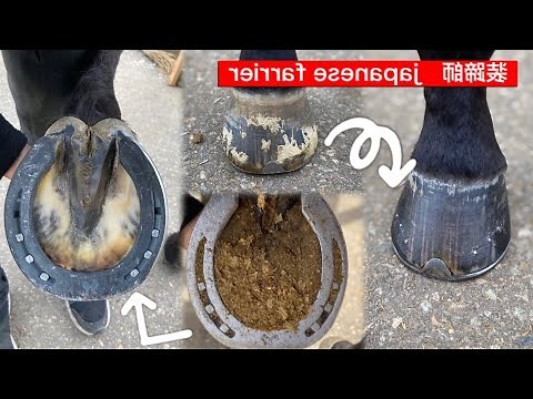 馬蹄塊莖