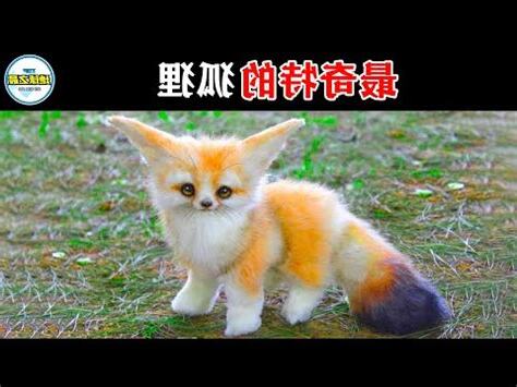 形容狐狸