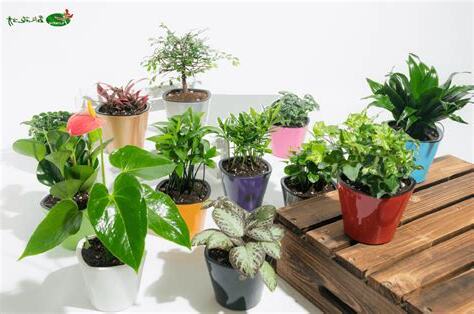 辦公室小盆栽推薦