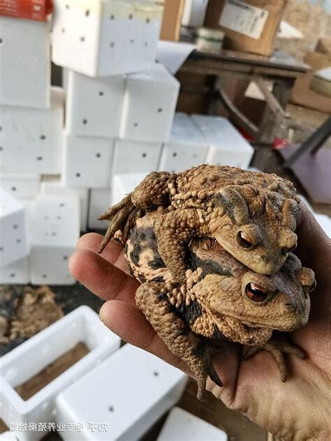 家門口有蟾蜍